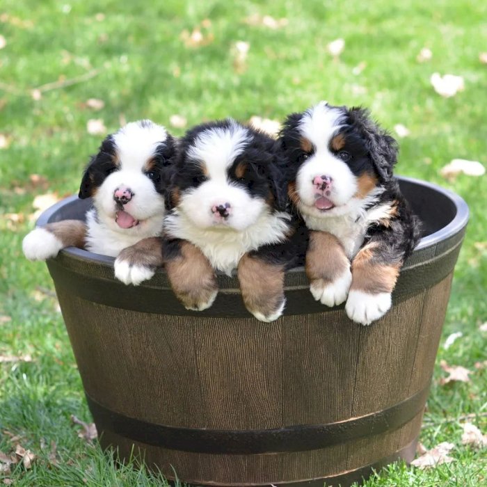 Cachorros Bernese de la montaña puppies en adopción buen precio